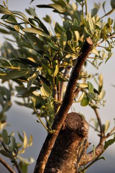 Closeup of an old olive tree cut in autumn and now fresh leaf flush