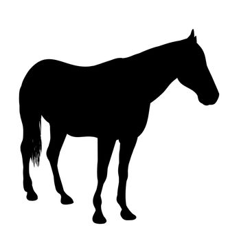 Illustrated silhouette of a horse