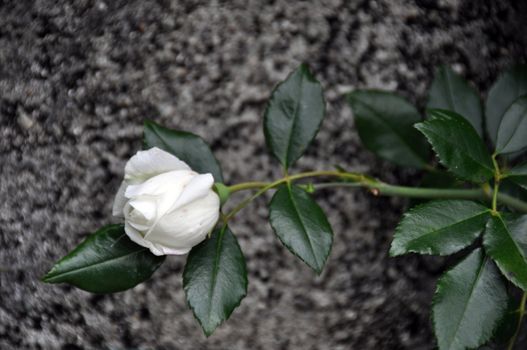 Closeup of a white rose blossom with plant in front of gray stone wall