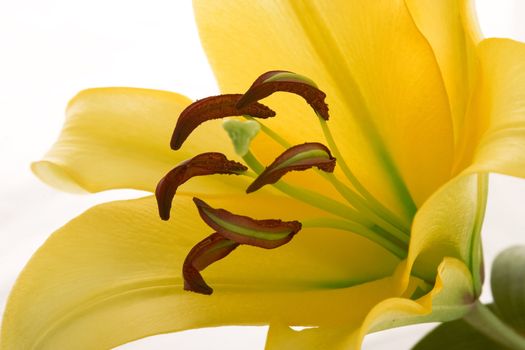 closeup of yellow lily flower on white background
