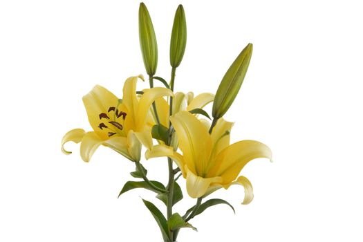 front view of yellow lily bouquet on white background
