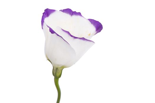 white and purple flower isolated on white