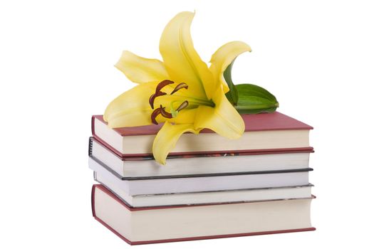 front view of pile of books and yellow lily flower