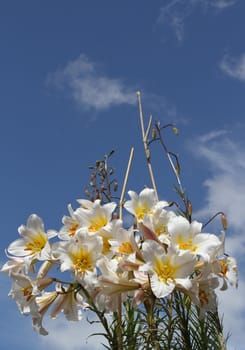 Lillies in bloom with buds against a blue sky.