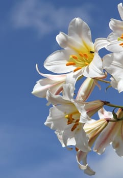 Lillies in bloom showing petals, stigma, stamens and a fly against a blue sky.