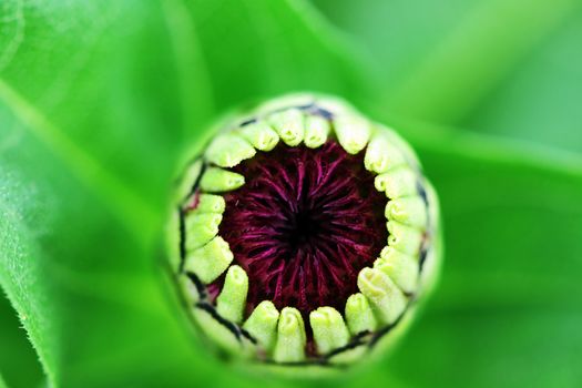 Abstract macro of a zinnia bud ready to bloom.
