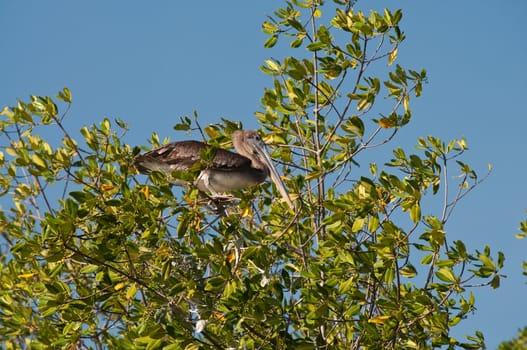 The picture of the pelican in wildlife of Nicaragua