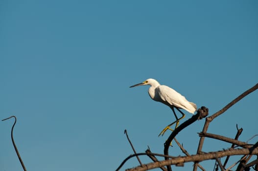 White bird sitting on the tree. Wildlife of Nicaragua