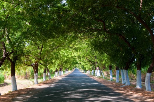 Nice alley, situated in Barcelo montelimar, Nicaragua