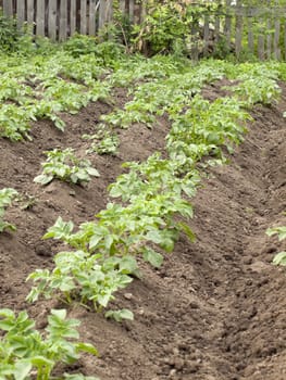 Rural works. The hilled potato.