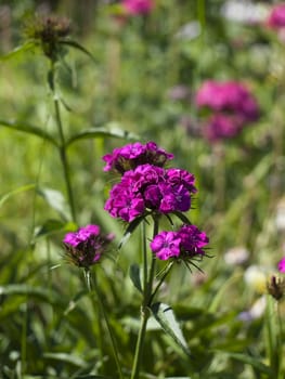 Garden plants. A carnation.