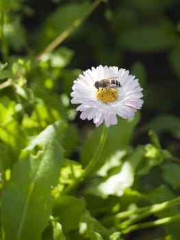 Garden plants. The fly on a flower of a daisy.