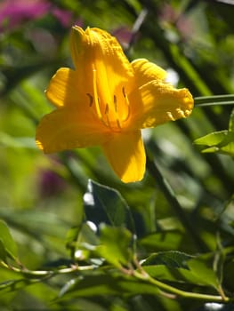 Garden plants. A lily. 