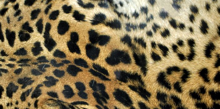 Leopard or Panthera Pardus of the Felidae family - useful as a background