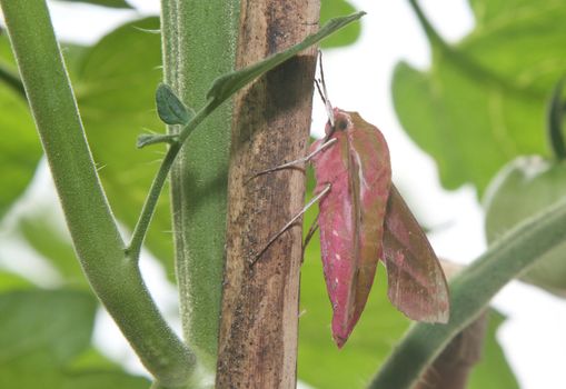 Elephant Hawk moth, Deilephilia elpenor resting amoung plants.