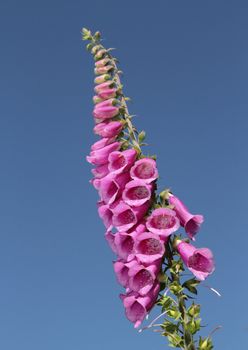 Foxglove, Digitalis purpurea. Wild flower against a blue sky.