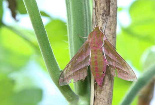 Elephant Hawk moth, Deilephilia elpenor resting amoung plants.