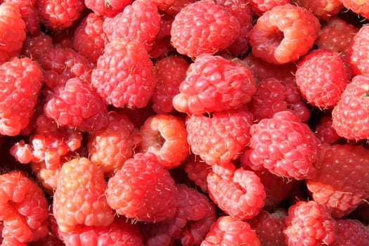 Freshly harvested raspberries, natural with hairs and pips.