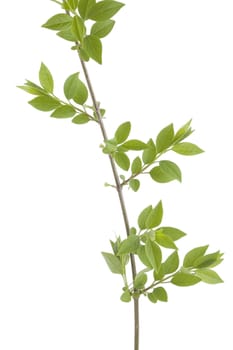 front view of green branch leaves on white background