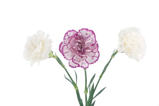 white and pink blooming carnation flowers on white background