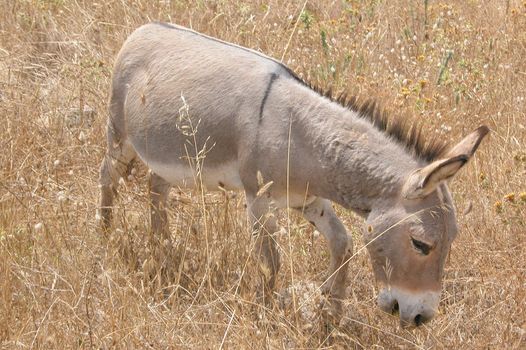 Wild donkey mule animal in a field