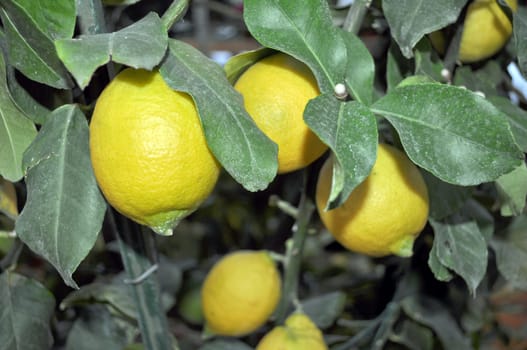 A lemon tree in the Citrus Limon family