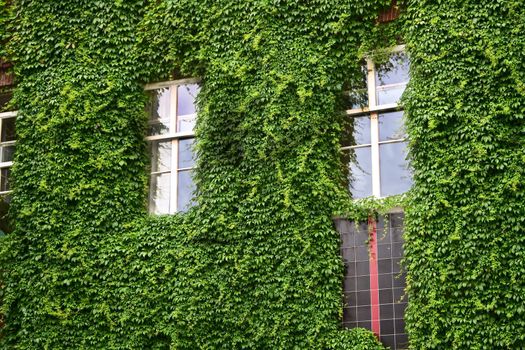 Three windows with wall covered with leafs, located in Amsterdam