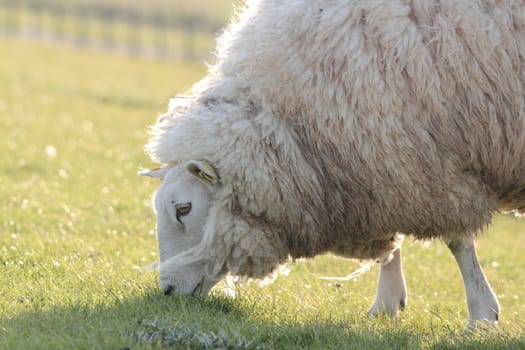 white sheep on a meadow