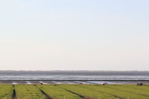 cows on a polder at the german north sea coast