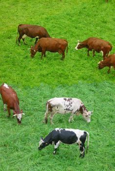 Cattle in a meadow