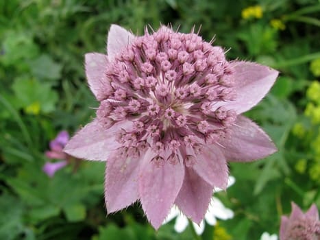 Rodovyy flower, meadow, herb, verdure, vegetation, background, nature, plant, beauty, texture, blossom, summer, rare flowerses