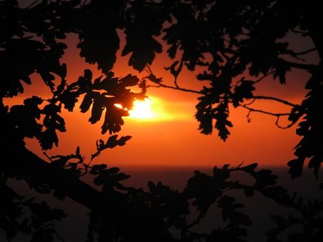 bright; foliage; sundown, texture, abstract, sheet, roast summer; sea; sun; sky; landscape; background; beauty; horizon;  seascape; nature