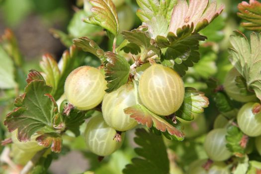 Gooseberries ripening on the bush with leaves.