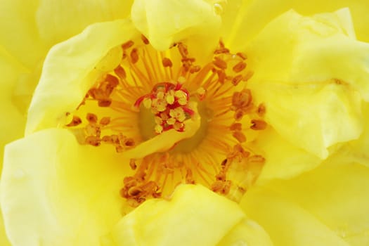 Macro of a beautiful old-fashioned yellow rose.