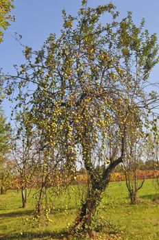 A fruit tree with many green apples