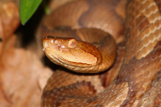 A venomous Copperhead (Agkistrodon contortrix) snake keeps a close eye on his environment at Monte Sano State Park in Alabama.