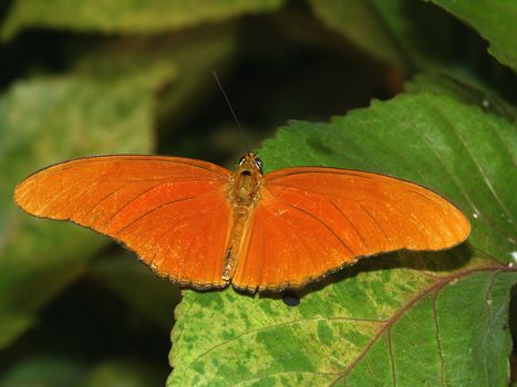 A Julia Heliconian Butterfly (Dryas iulia) rests on a leaf.