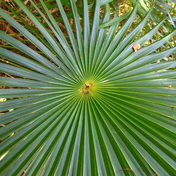 Tropical vegetation in the Virgin Islands National Park on St John (USVI).