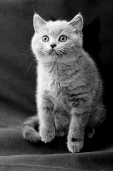 A British shorthair blue kitten on textile background
