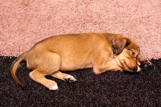 A sleeping saluki pup on blake and rose carpets
