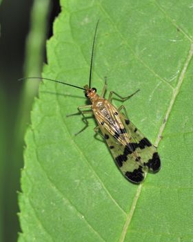 A female Scorpion Fly perched on a leaf.