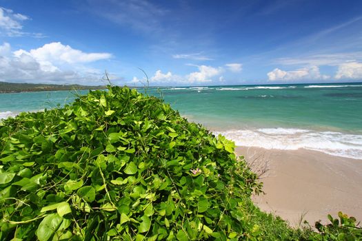 Lush vegetation grows along the coast at Anse de Sables Beach in Saint Lucia.