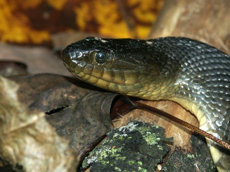 A Mississippi Green Watersnake (Nerodia cyclopion) in the Shawnee Hills of southern Illinois.