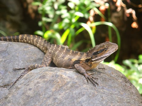 An Australian Water Dragon (Physignathus lesueurii) basks on a rock in Barron Gorge - Queensland, Australia.