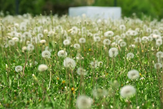 Lots of fluffy dandelions over green grass