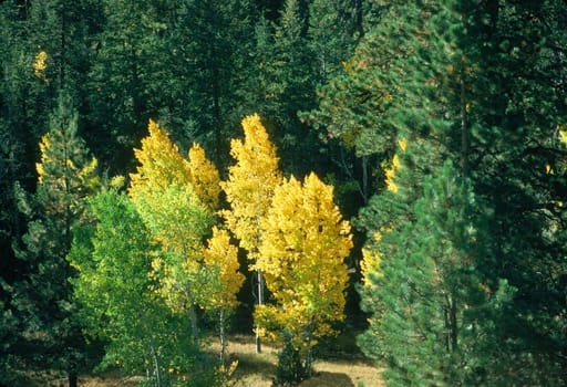 Autumn  with colorful aspen trees