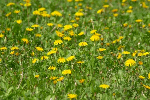 Young yellow dandelions at spring over green grass