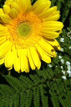 Yellow gerbera and fern, flower background