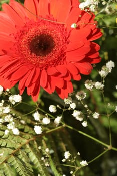 Red gerbera and fern, flower background