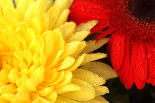 Red gerbera and yellow aster, flower background